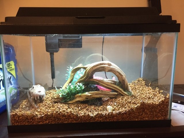 fish tank.jpg